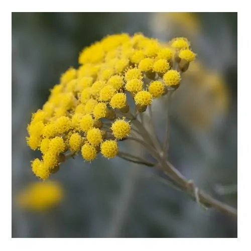 Eau d'Hélichryse ou Immortelle