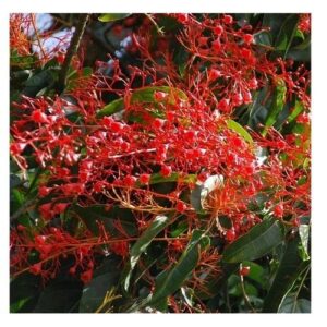 Illawara Flame Tree