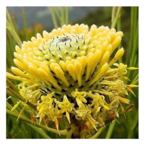 Isopogon