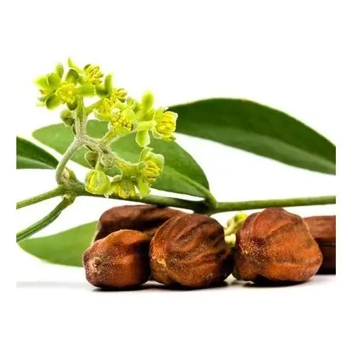 Huile de jojoba