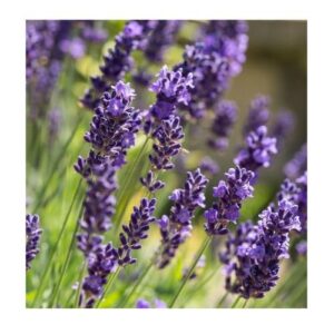 Lavande
