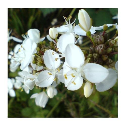 Élixirs floraux Andins