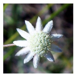Little Flannel flower