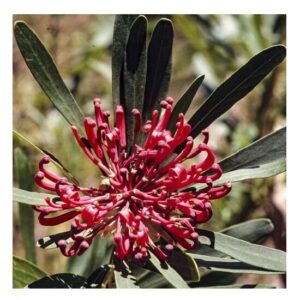 Monga Waratah