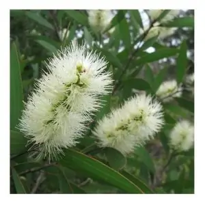 Niaouli