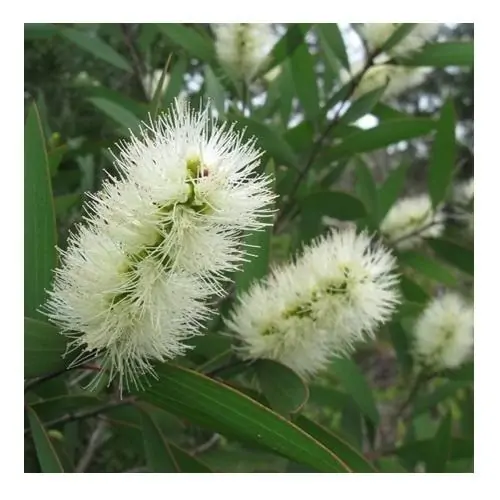 Niaouli