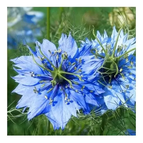Huile de nigelle