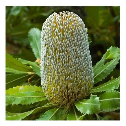 Old Man Banksia, l'élixir Bush de la vitalité et de l'enthousiasme retrouvé.