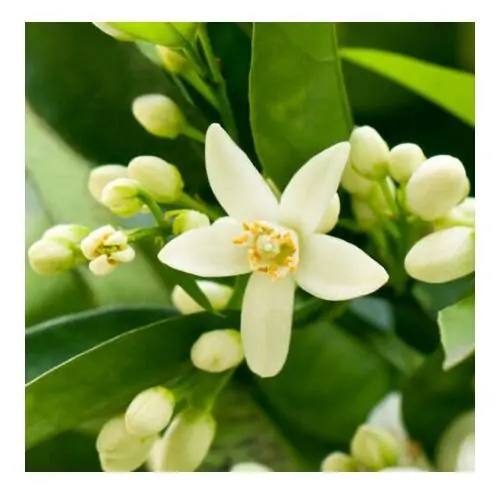 Petit Grain Bigarade (orange amère) - Ladrôme