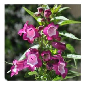 Penstemon