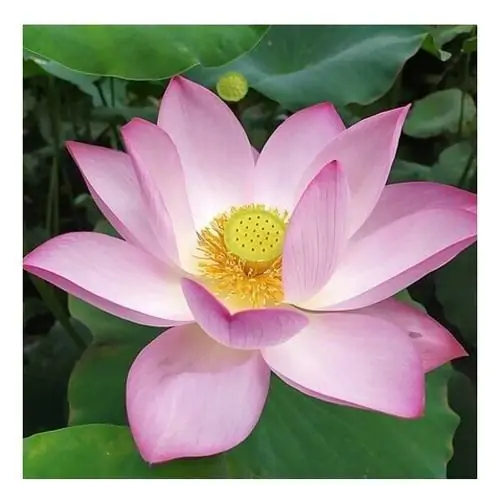 Élixirs floraux du Bush Australien