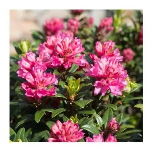 Élixir floral Rhododendron - Deva
