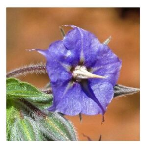 Rough Bluebell