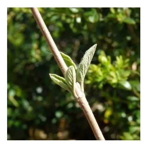 Bourgeon de Viorne macérat concentré - Herbalgem